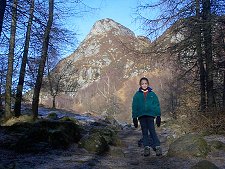 View Through the Forest