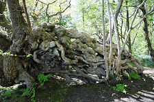 Distorted Tree Roots