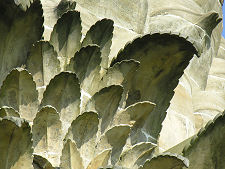 Detail of the Leaves