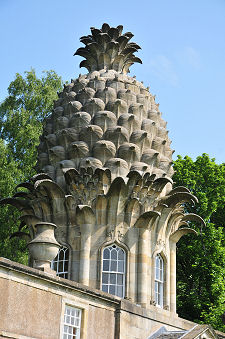 The Pineapple Itself