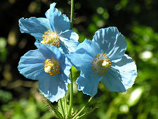 Blue Poppies