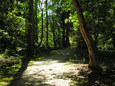 Woodland Path