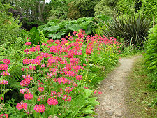 Flowers in the Country Park