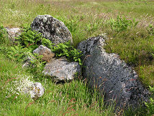 ..and Amid the Bracken