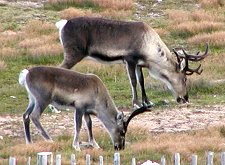 Resident Reindeer