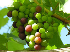 Grapes
