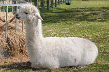 One of the Resident Llamas