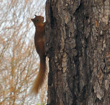 Red Squirrel
