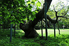 Queen Ermengarde's Chestnut