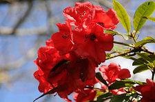 Rhododendrons