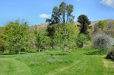 Wild Flowers and Sorbus Trees