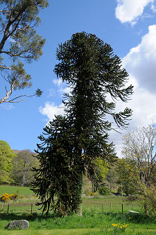 Monkey Puzzle Tree