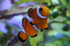 Clownfish