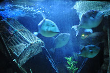 More of the Residents