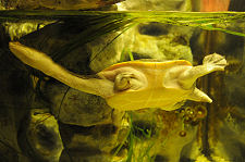 Australian Snake Neck Turtle: a Relative of Nessie's?