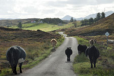 Traffic Jam, Skerray Style