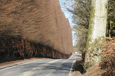 Meikleour Hedge