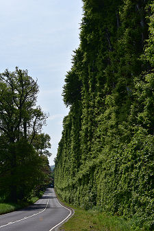 Meikleour Hedge