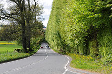 Hedge from the North in May 2013