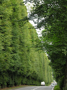 View from the South, July 2008