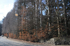 The Hedge in Winter, March 2010