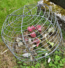 Remains of an Immortelle