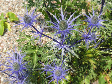 Thistles in the Gravel Garden