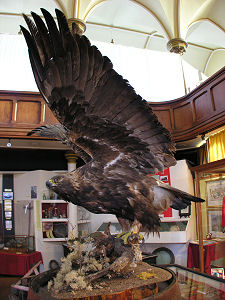 Golden Eagle
