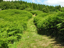 Path Through Bracken from the Dun