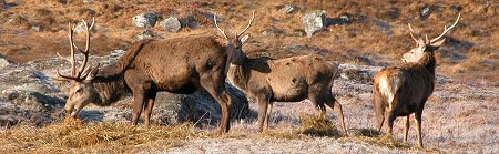Winter Feed for the Resident Red Deer