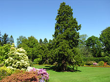 Walled Garden & 100ft Wellingtonia