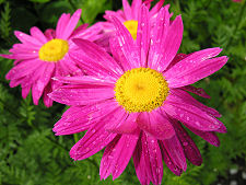 Resident of the Flower Garden