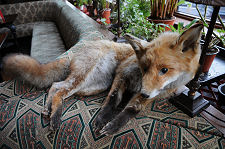 A Resident of the Bar