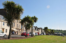 Seafront Trees