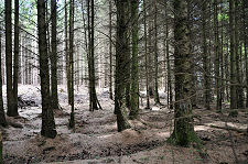 Forest to North-East of Pool