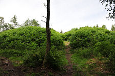 Broch Exterior Under Bracken