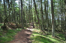 Forest Walk from South