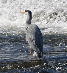 Heron Downstream from the Bridge
