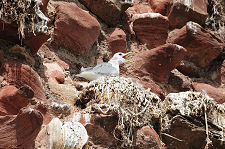 A Resident Kittiwake