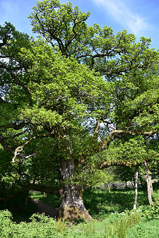 The Full Height of the Oak