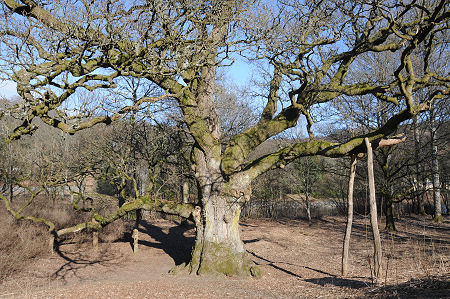 The Birnam Oak