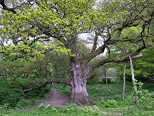 The Birnam Oak in Leaf