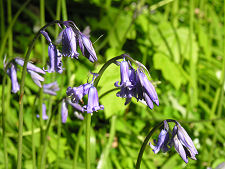 Bluebells