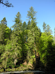 The Hermitage Douglas Fir