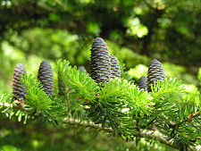 Pine Cones