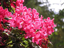 Rhododendrons