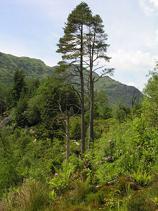 One of the Many Magnificent Trees