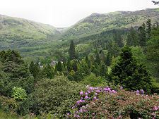 Looking Over the Garden