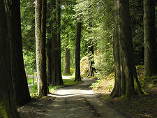 A Path Through the Woods