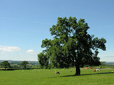 Pasture, Wester Kittochside Farm